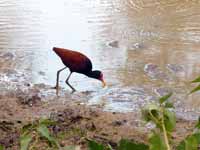 Jacana noir Jacana jacana