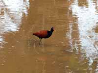 Jacana noir Jacana jacana