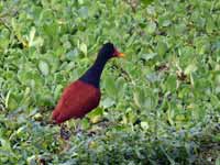 Jacana noir Jacana jacana