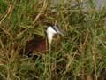 Jacana à poitrine dorée Actophilornis africanus