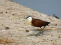 Jacana à poitrine dorée Actophilornis africanus