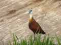 Jacana à poitrine dorée Actophilornis africanus