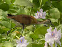 Jacana à poitrine dorée Actophilornis africanus