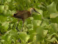 Jacana à poitrine dorée Actophilornis africanus