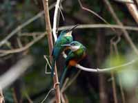 Jacamar à queue rousse Galbula ruficauda