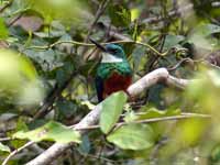 Jacamar à queue rousse Galbula ruficauda