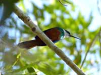 Jacamar à queue rousse Galbula ruficauda