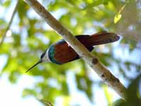 Jacamar à queue rousse Galbula ruficauda