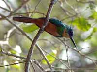 Jacamar à tête rousse Galbula ruficauda