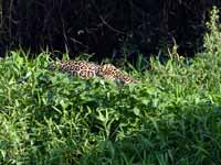 Jaguar Panthera onca