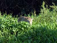 Jaguar Panthera onca