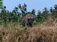 Jaguar Panthera onca