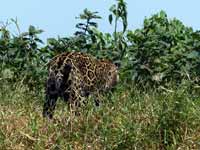 Jaguar Panthera onca