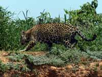 Jaguar Panthera onca