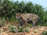 Jaguar Panthera onca