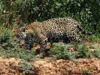 Jaguar Panthera onca