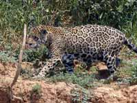 Jaguar Panthera onca