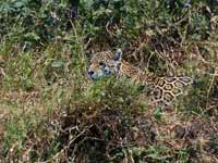 Jaguar Panthera onca