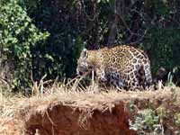 Jaguar Panthera onca