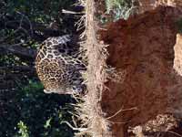 Jaguar Panthera onca