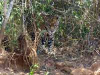 Jaguar Panthera onca