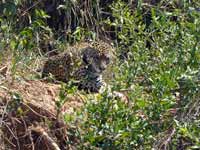 Jaguar Panthera onca