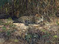 Jaguar Panthera onca