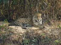 Jaguar Panthera onca