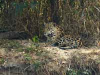 Jaguar Panthera onca