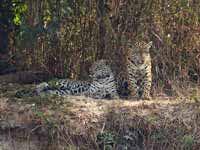 Jaguar Panthera onca