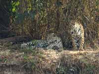 Jaguar Panthera onca