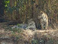 Jaguar Panthera onca