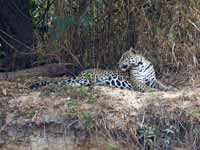 Jaguar Panthera onca