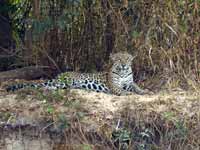 Jaguar Panthera onca