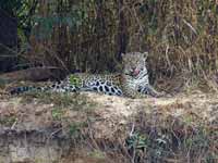 Jaguar Panthera onca