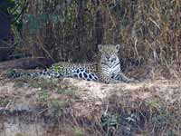 Jaguar Panthera onca