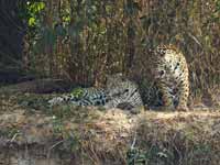 Jaguar Panthera onca