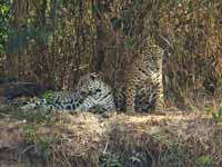 Jaguar Panthera onca