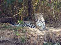 Jaguar Panthera onca