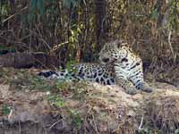 Jaguar Panthera onca