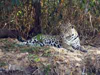 Jaguar Panthera onca