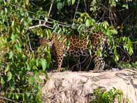 Jaguar Panthera onca