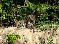 Jaguar Panthera onca