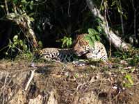 Jaguar Panthera onca