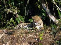 Jaguar Panthera onca