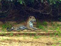 Jaguar Panthera onca