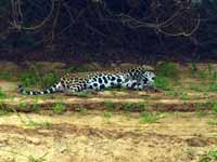 Jaguar Panthera onca