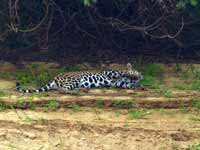 Jaguar Panthera onca