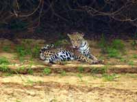 Jaguar Panthera onca