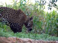 Jaguar Panthera onca